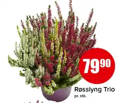 Spar Røsslyng Trio tilbud