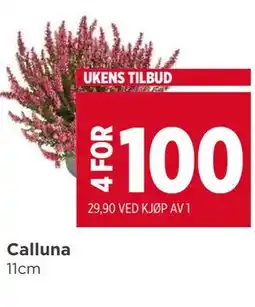 Meny Calluna tilbud