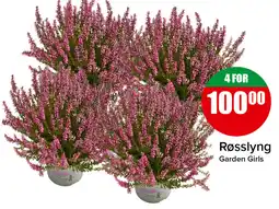 Eurospar Røsslyng Garden Girls tilbud