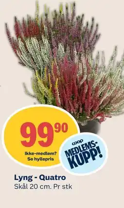 Coop Mega Lyng - Quatro, Medlemspris tilbud