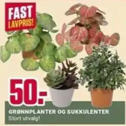 Europris Grønnplanter og sukkulenter tilbud