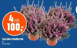 Coop Obs Calluna Staudelyng tilbud