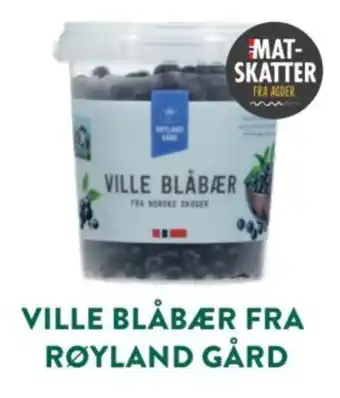 Røyland gård ville blåbær