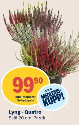 Coop Mega Lyng - Quatro tilbud