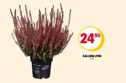 Coop Extra Calluna Lyng tilbud