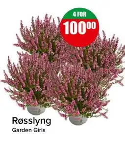 Spar Røsslyng tilbud