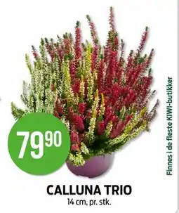 Kiwi CALLUNA TRIO tilbud
