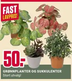 Europris GRØNNPLANTER OG SUKKULENTER tilbud