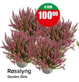 Spar Røsslyng tilbud