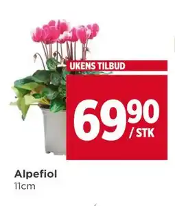 Meny Alpefiol tilbud