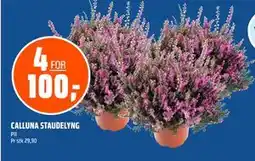 Coop Obs CALLUNA STAUDELYNG tilbud