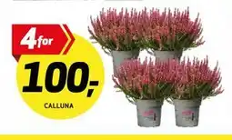 Bunnpris CALLUNA tilbud