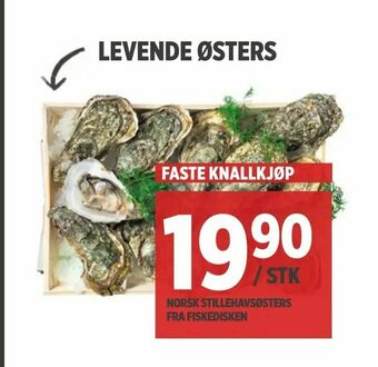 Meny Levende østers tilbud