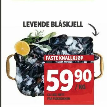 Meny Levende blåskjell tilbud