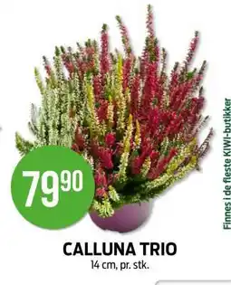 Kiwi CALLUNA TRIO tilbud
