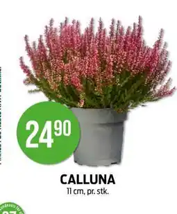 Kiwi CALLUNA tilbud