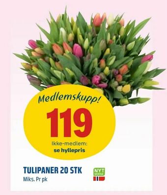 Coop Obs Tulipaner 20 stk tilbud