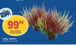 Coop Obs Lyng - Quatro, Medlemspris tilbud
