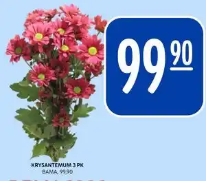 Rema 1000 KRYSANTEMUM 3 PK tilbud