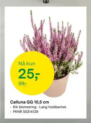 Calluna GG 10,5 cm