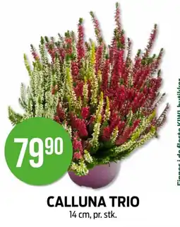 Kiwi Calluna Trio tilbud