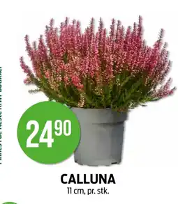 Kiwi Calluna tilbud