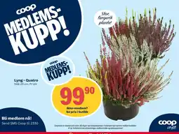 Coop Extra Coop Lyng - Quatro tilbud