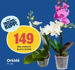Coop Obs Coop Orkidé tilbud