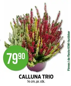 Kiwi CALLUNA TRIO tilbud