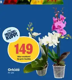 Coop Obs Orkidé, Medlemspris tilbud