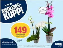 Coop Extra Coop Orkidé tilbud