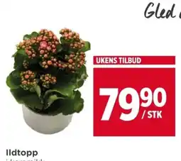 Meny Ildtopp tilbud