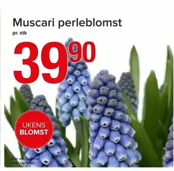 Spar Muscari perleblomst tilbud
