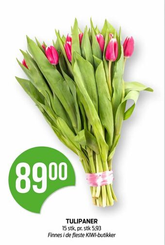 Kiwi Tulipaner tilbud
