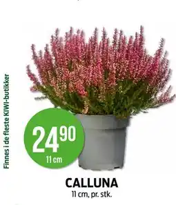Kiwi CALLUNA tilbud