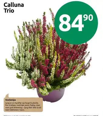 Joker Calluna Trio tilbud