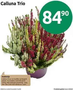 Calluna Trio