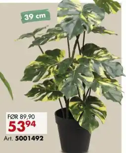 Sparkjøp Monstera tilbud