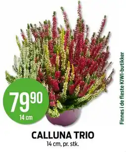 Kiwi CALLUNA TRIO tilbud