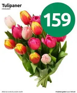 Joker Tulipaner tilbud