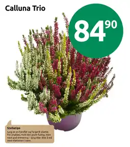 Joker Calluna Trio tilbud