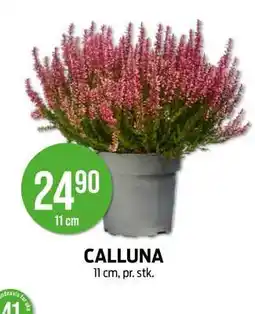 Kiwi CALLUNA tilbud