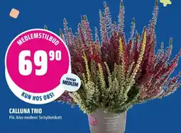 Coop Obs Calluna Trio tilbud