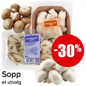 Sopp