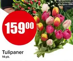 Spar Tulipaner tilbud