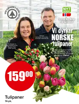 Spar Tulipaner tilbud