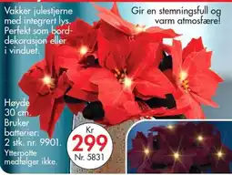Nyttig Vakker julestjerne tilbud