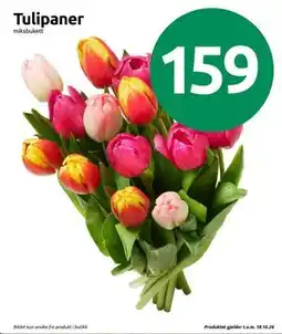 Joker Tulipaner tilbud