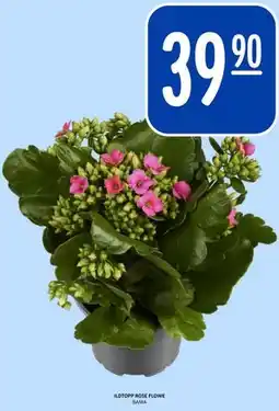 Rema 1000 ILDTOPP ROSE FLOWE tilbud
