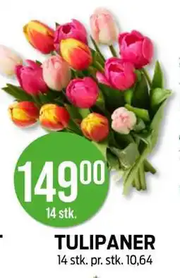 Kiwi Tulipaner tilbud